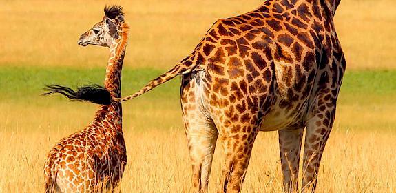 Giraffes © pixabay.com