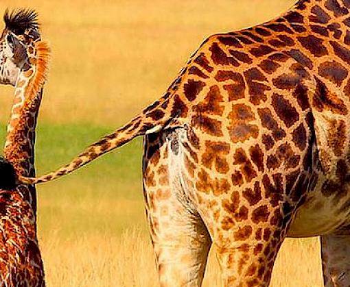 Unsustainable use a key threat to many species proposed for CMS listing