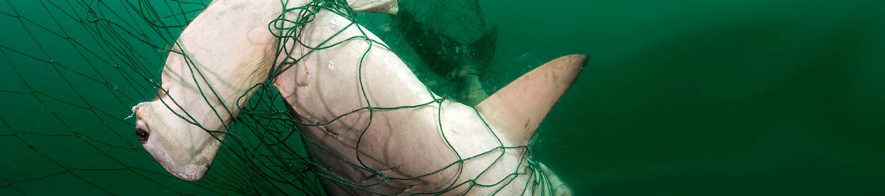 Scalloped Hammerhead shark Sphyrna lewini caught in gill net © Brian J. Skerry / National Geographic Stock / WWF