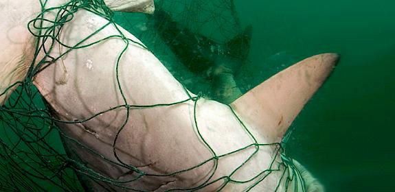Scalloped Hammerhead shark Sphyrna lewini caught in gill net © Brian J. Skerry / National Geographic Stock / WWF