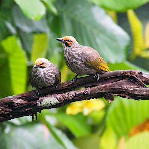 Asian songbirds