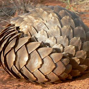 Pangolins