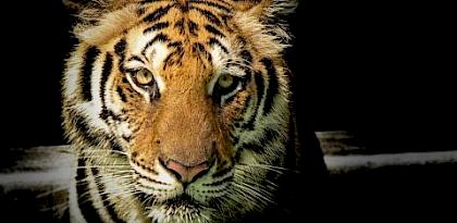 Malayan Tiger. Photo by Sayantan Kundu / Pexels