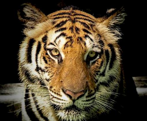 Malaysia ends Year of the Tiger with conviction