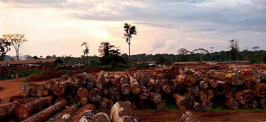 An overview of the timber traceability systems in the Congo Basin countries