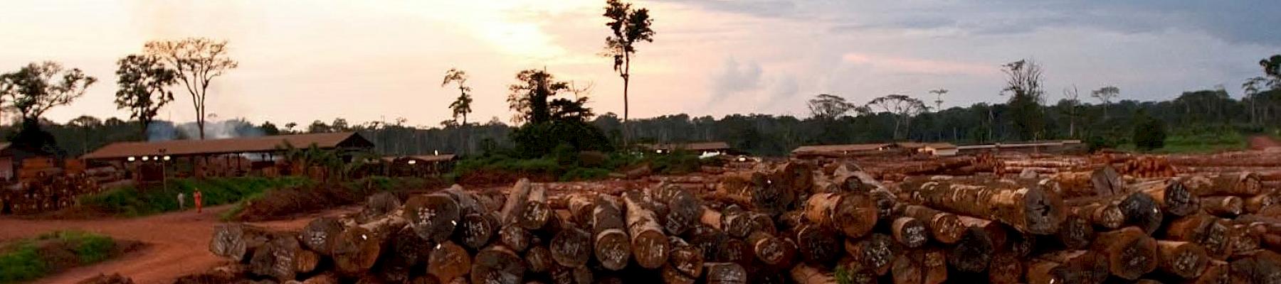 Logs at FSC certified logging company, East Region, Cameroon