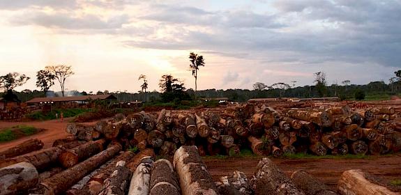 Logs at FSC certified logging company, East Region, Cameroon