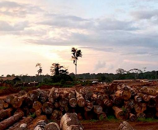 An overview of the timber traceability systems in the Congo Basin countries