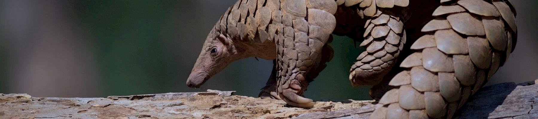 Indian Pangolin at Kanha Tiger Reserve, Madhya Pradesh, India. © Dr Sanjay K Shukla / WWF-International