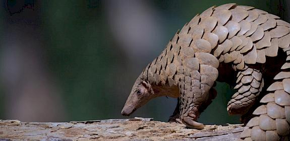 Indian Pangolin at Kanha Tiger Reserve, Madhya Pradesh, India. © Dr Sanjay K Shukla / WWF-International