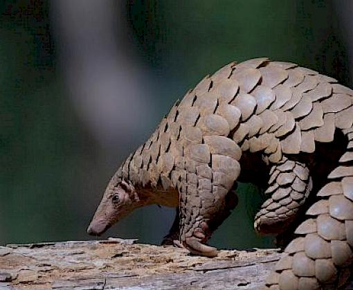 India's Pangolins buried in Illegal Wildlife Trade