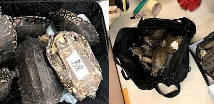 Turtle trafficker conviction highlights illegal trade threat to turtles on World Turtle Day