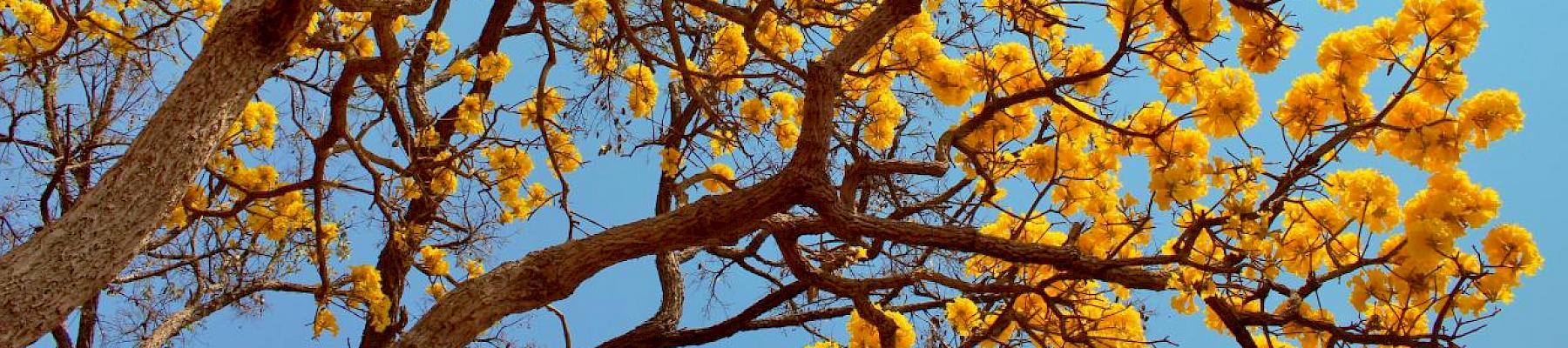 Handroanthus ochraceus, a species of flowering trumpet tree facing a two-year delay before it is uplisted to CITES Appendix II © Mauricio Mercadente / Flickr