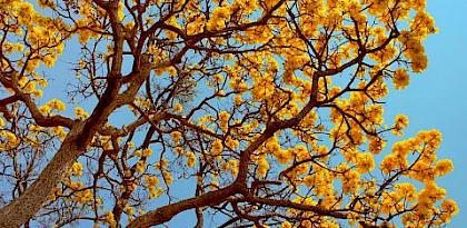 Handroanthus ochraceus, a species of flowering trumpet tree facing a two-year delay before it is uplisted to CITES Appendix II © Mauricio Mercadente / Flickr