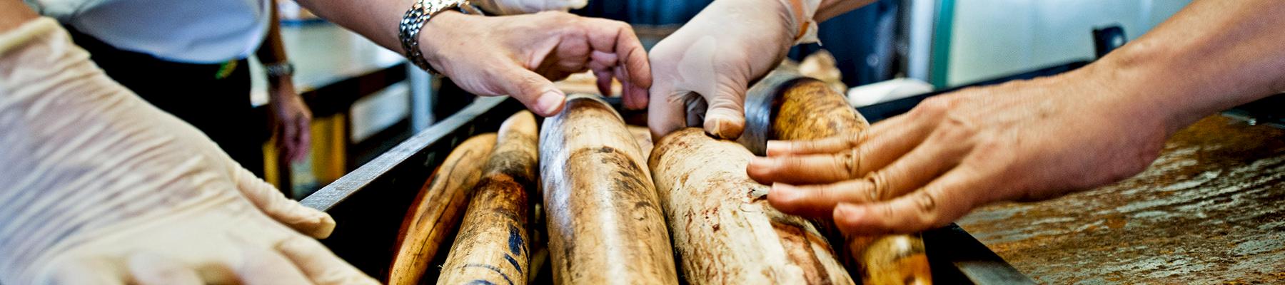 Seized Shipment of Illegal African Elephant Tusks, Thailand. © WWF / James Morgan