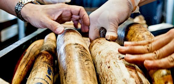 Seized Shipment of Illegal African Elephant Tusks, Thailand. © WWF / James Morgan