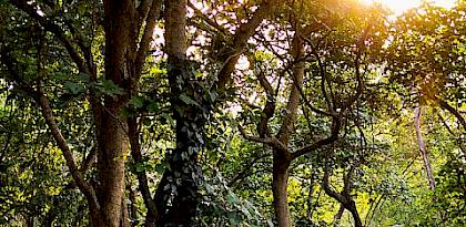 Timber exploitation: The China-Africa Dialogue for closer collaboration on forestry legality