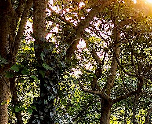 Timber exploitation: The China-Africa Dialogue for closer collaboration on forestry legality