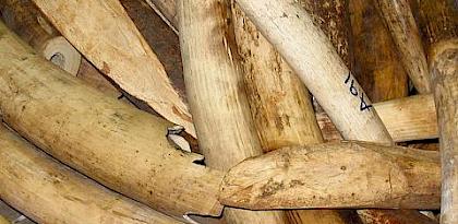 European Union suspends the re-export of raw ivory