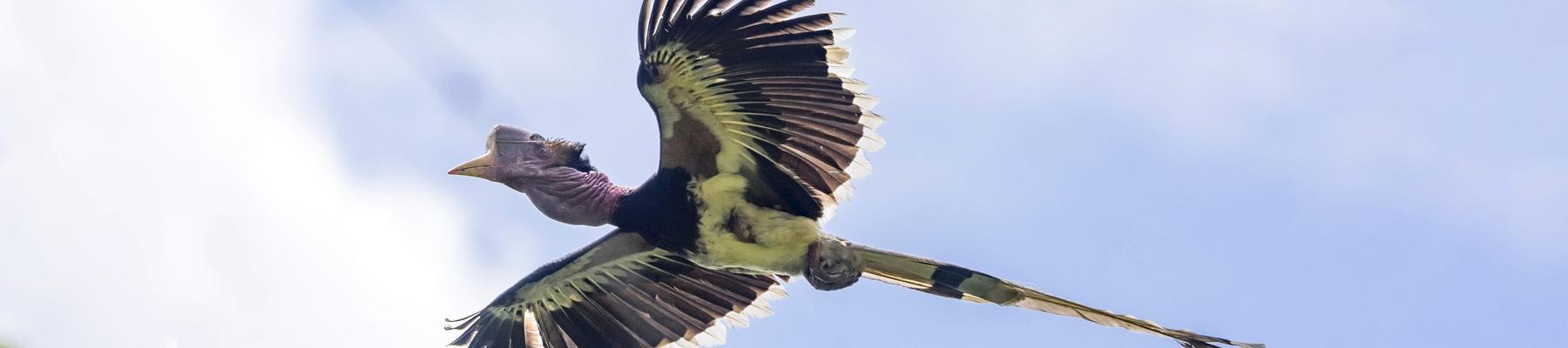 A Helmeted Hornbill, prized for their ivory casques, in flight © Muhammad Alzahri
