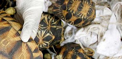 Malaysian Customs make large seizure of threatened Malagasy tortoises