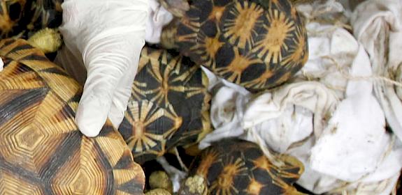 Malaysian Customs display the seized tortoises © Elizabeth John / TRAFFIC