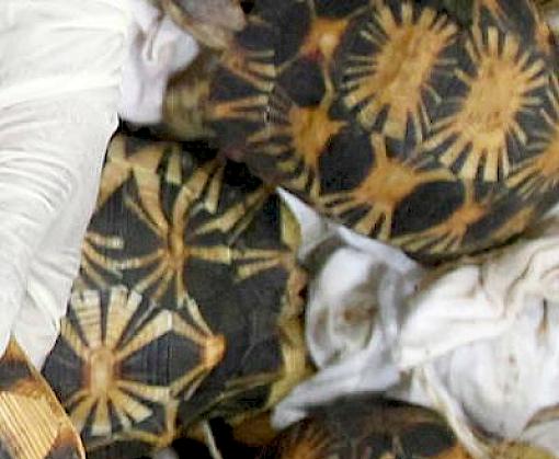 Malaysian Customs make large seizure of threatened Malagasy tortoises