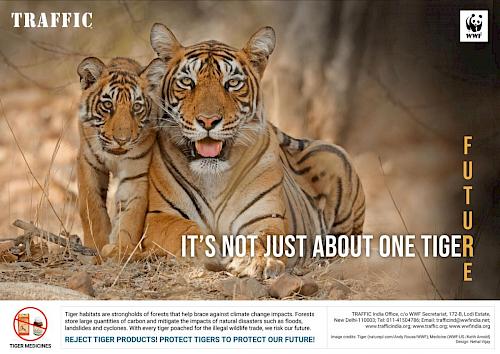 New Video: Saving the Last Tigers of Asia, News