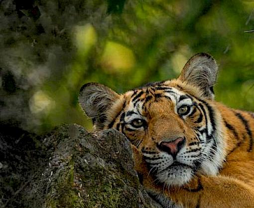 'IT'S NOT JUST ABOUT ONE TIGER'