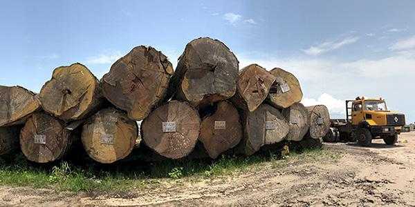 Leveraging legality in China's timber supply chain