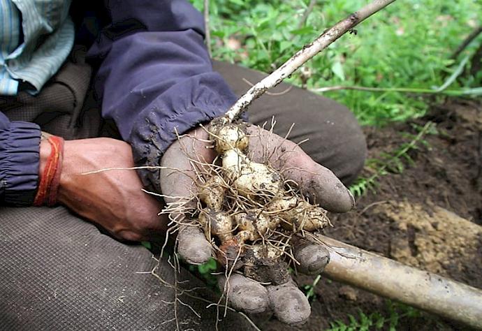 Wild Harvest Improvement Projects