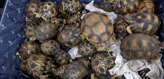 Ploughshare and radiated tortoises seized in Malaysia in May 2017 – Elizabeth John/TRAFFIC