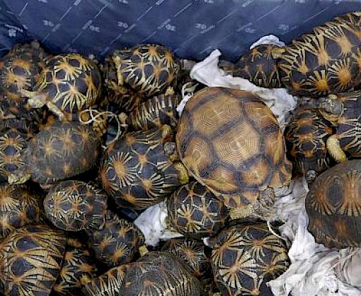 An assessment of wildlife trade between Madagascar and Southeast Asia