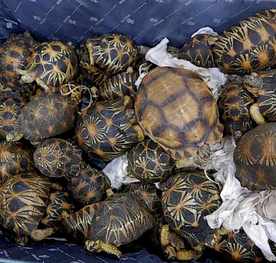 An assessment of wildlife trade between Madagascar and Southeast Asia