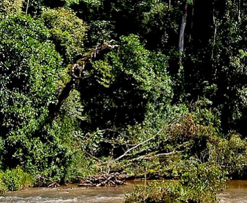 An overview of timber trade in East and Southern Africa