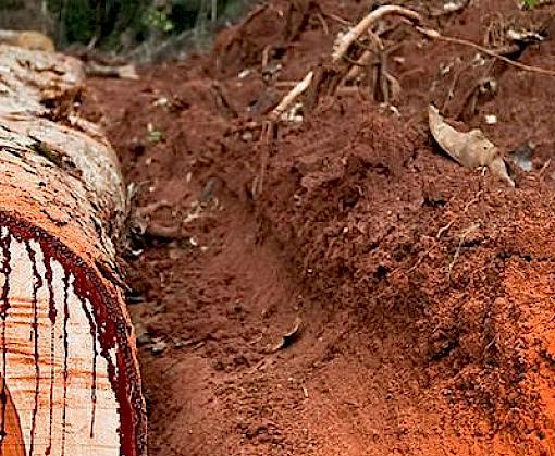 Zambia announces indefinite ban on “In Transit” timber
