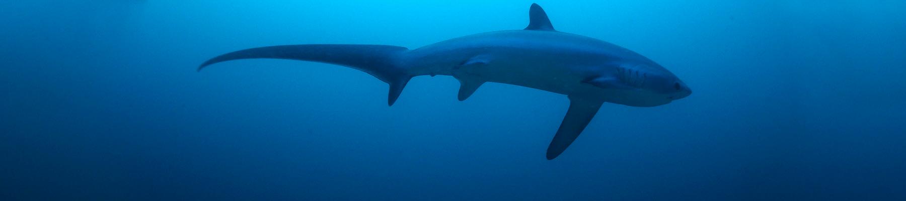 Thresher shark © Klaus Stiefel / Creative Commons 2.0