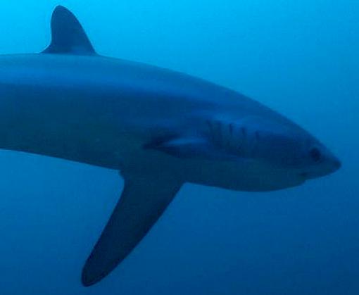 Workshop for southwest Indian Ocean sets stage for monitoring and conservation of sharks and rays