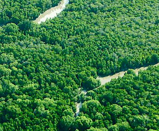 Eastern African nations launch Steering Committee for Zanzibar Declaration on Illegal Trade in Timber and other Forest Products