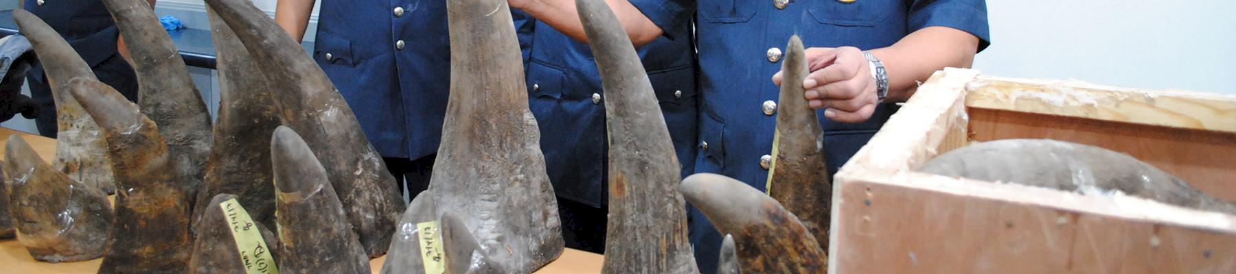 18 rhino horns were seized by Malaysian Customs after the shipment was falsely declared as a 'Work of art' at Kuala Lumpur Airport © TRAFFIC
