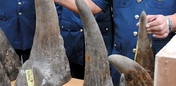 18 rhino horns were seized by Malaysian Customs after the shipment was falsely declared as a 'Work of art' at Kuala Lumpur Airport © TRAFFIC