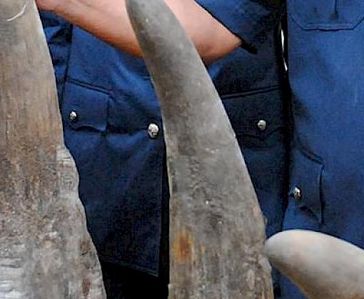 18 rhino horns seized by Malaysian Customs