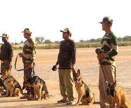 Adding teeth to law enforcement: 13 dog squads commence wildlife detection training