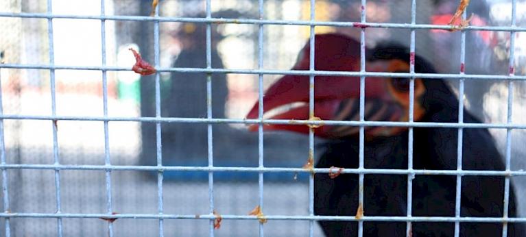 Endemic Southeast Asian birds seized far from home raise questions - Wildlife Trade News from TRAFFIC - Vimarsana News