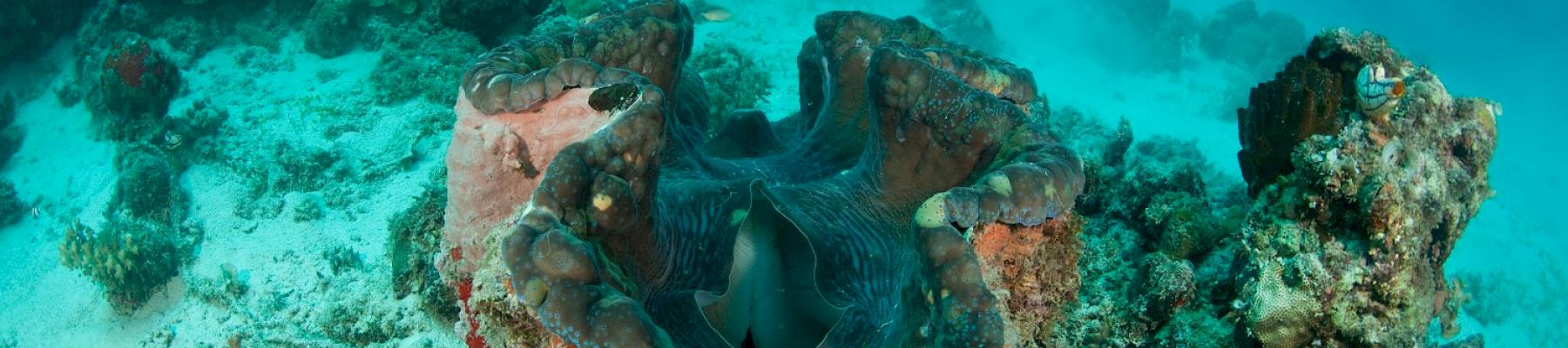 Giant clam (Tridacna gigas) in the reef, Palawan Philippines © Jürgen Freund / WWF