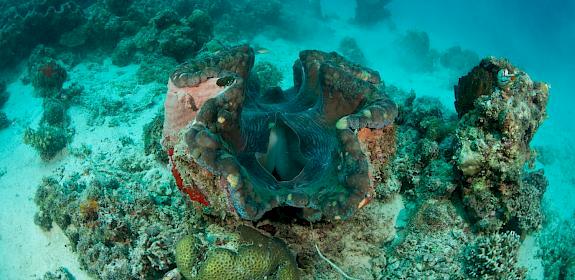 Giant clam (Tridacna gigas) in the reef, Palawan Philippines © Jürgen Freund / WWF