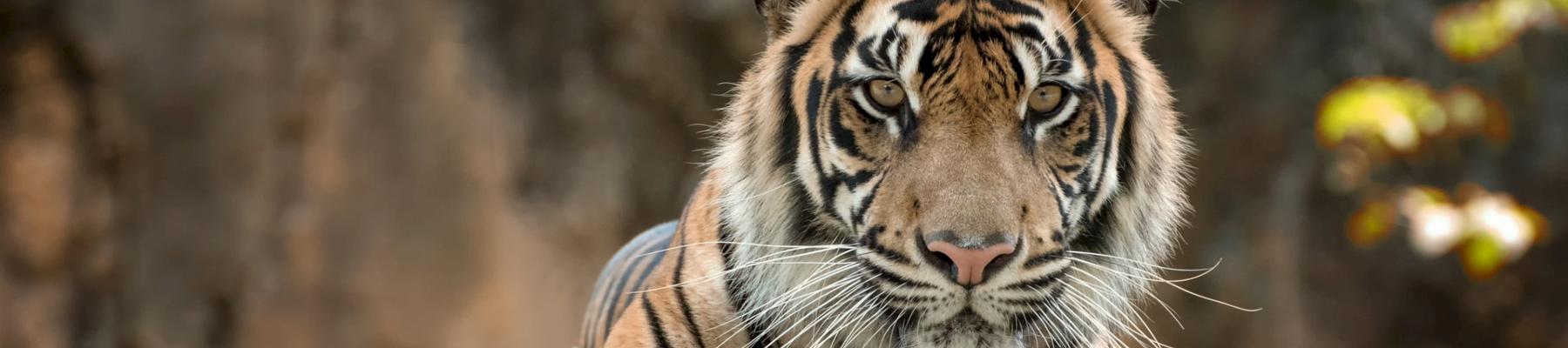 Now, 'Bengal Tiger' heads to Europe