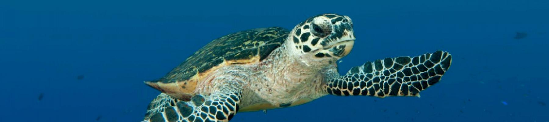 Hawksbill turtle swimming through a reef  © WWF