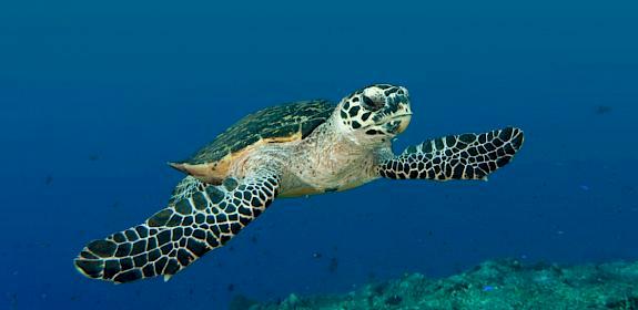 Hawksbill turtle swimming through a reef © WWF