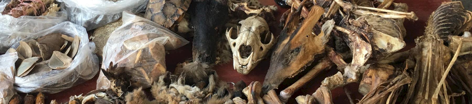 Various illegal wildlife products, including Rhino horn, openly for sale in Mong La Market © Tom Svensson